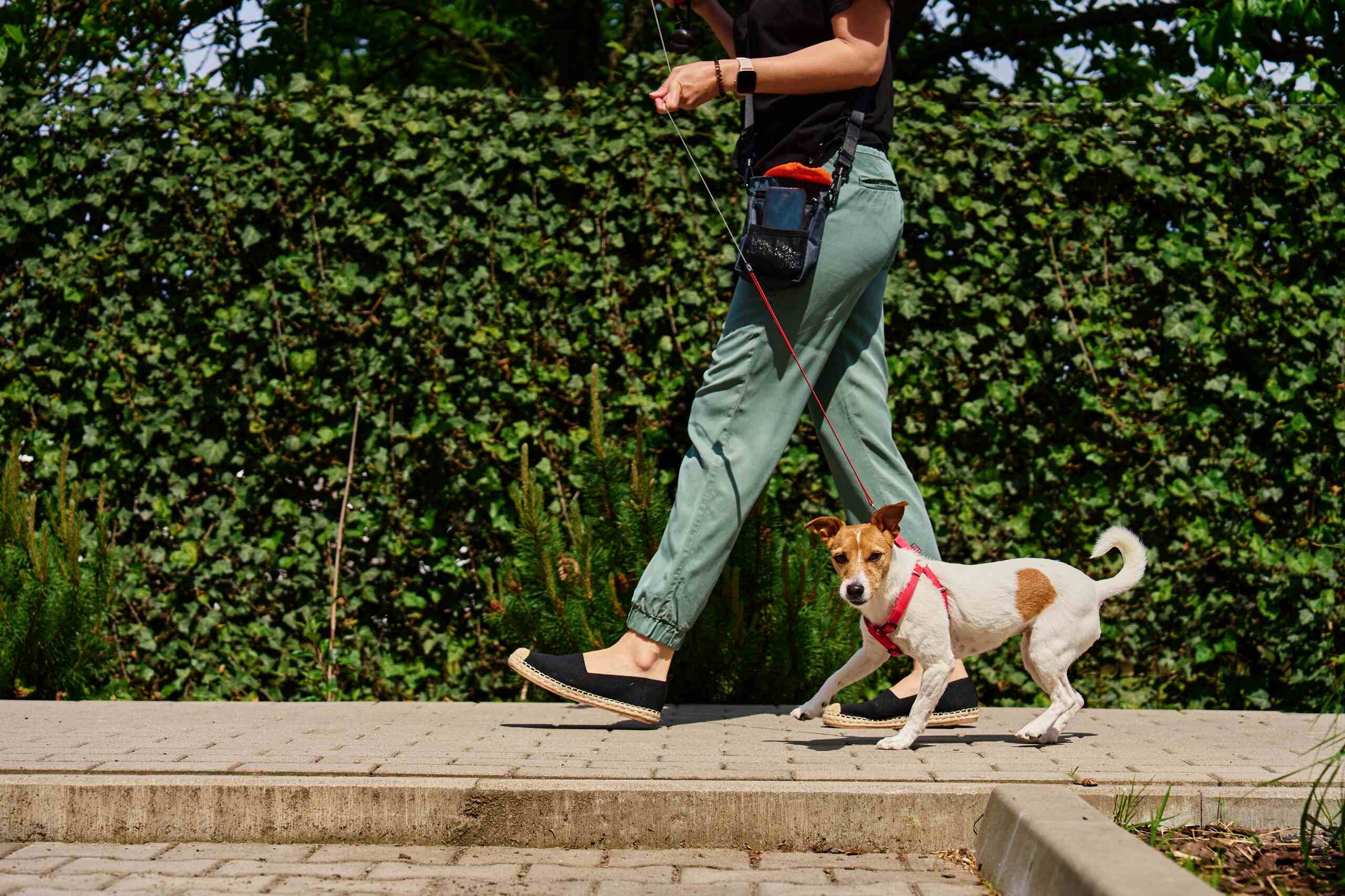 A person walking a small dog on a leash, an incident handled by Los Angeles dog bite attorneys.