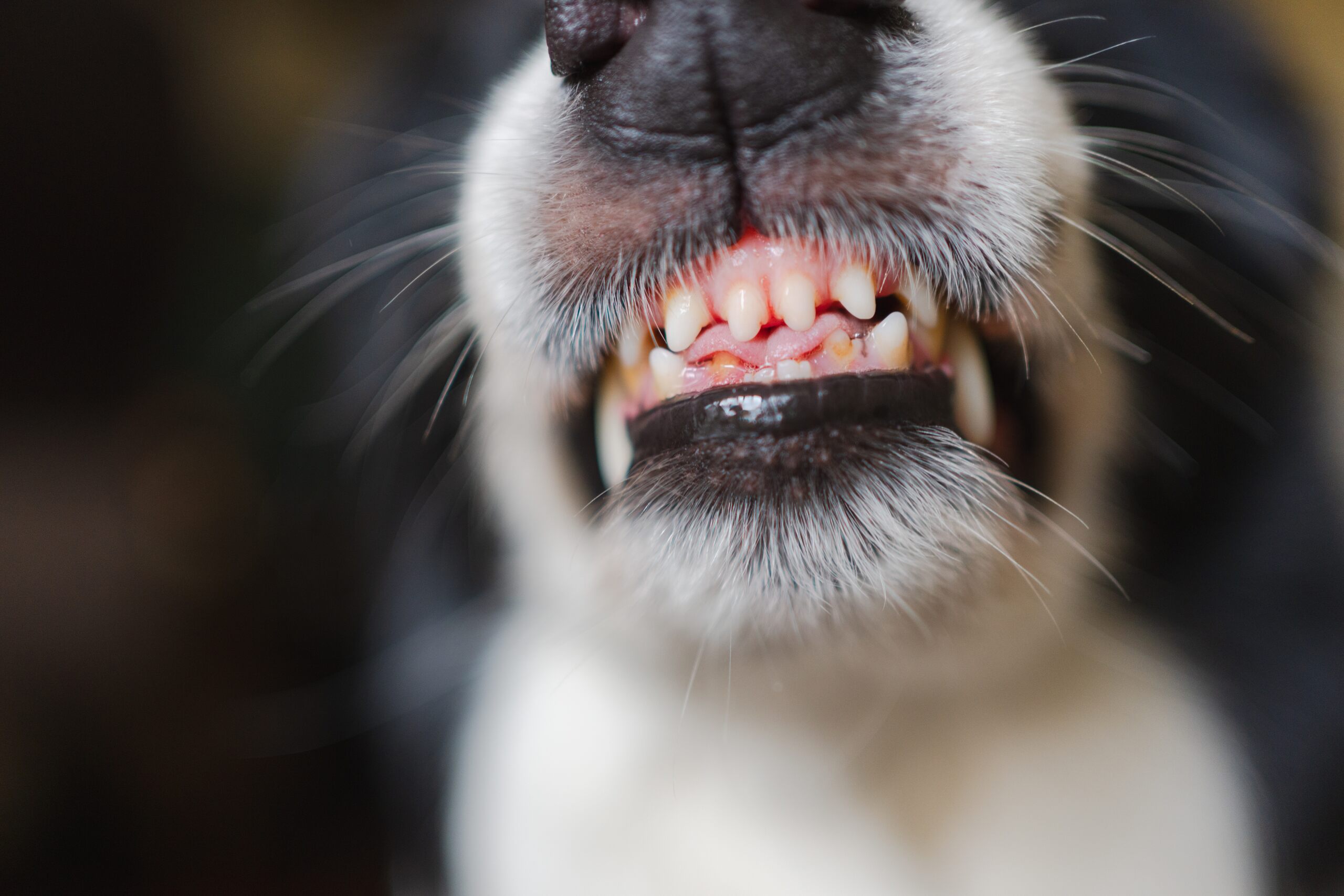 Close-up of a dogs snout, highlighting its teeth and gums.