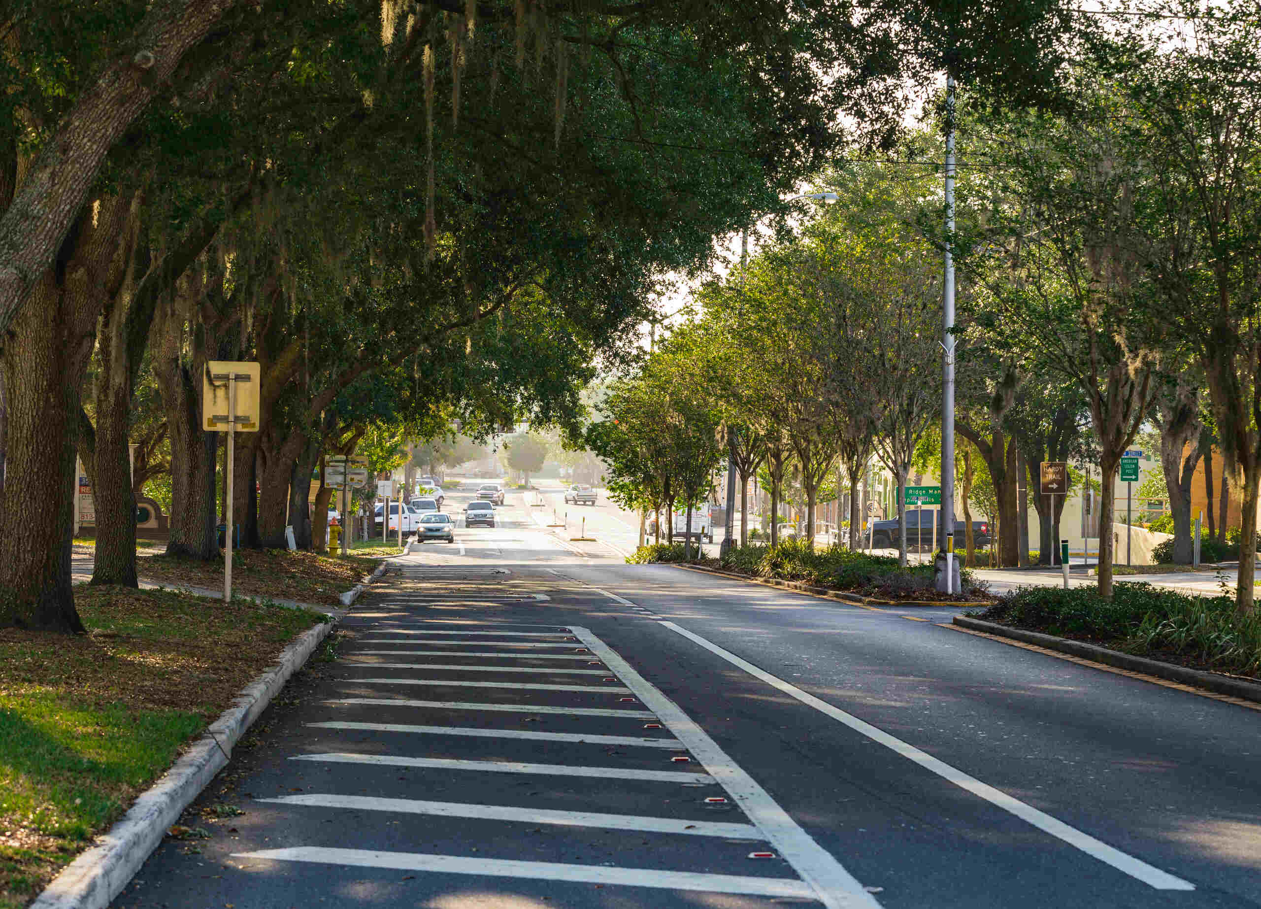 A suburban street lined with large, moss-draped oak trees leads toward an intersection with cars in the distance.